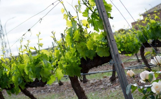 vinedo y flores blancas